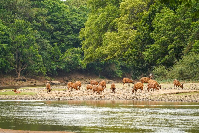 Cộng hòa Trung Phi, vùng đất hoang sơ, bí ẩn và đầy thách thức 9