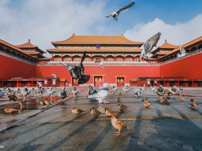 Công viên Cảnh Sơn: Góc nhìn toàn cảnh Tử Cấm Thành tuyệt đẹp 8
