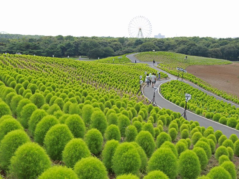 Khám phá vẻ đẹp rực rỡ của công viên Hitachi Nhật Bản 5