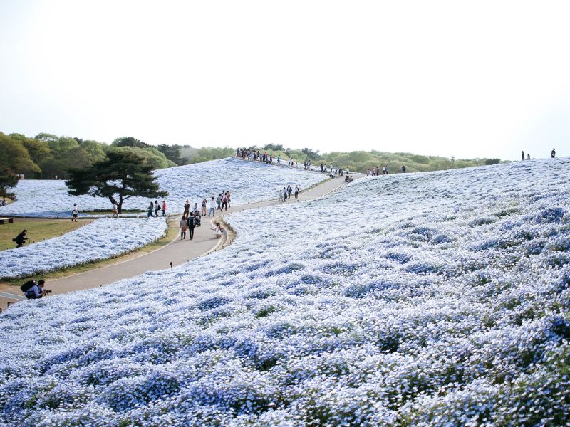 Khám phá vẻ đẹp rực rỡ của công viên Hitachi Nhật Bản 10