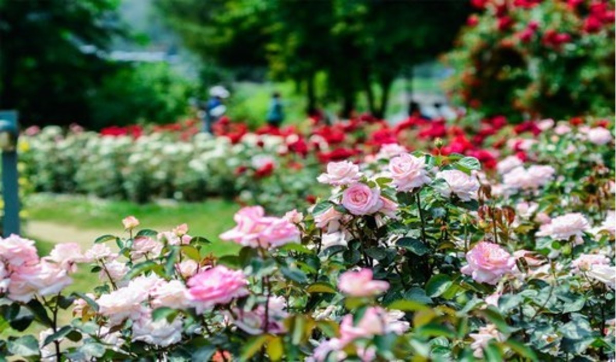 Công viên hoa hồng Rose Park - Mê cung hoa hồng nổi bật giữa lòng Hà Nội 3