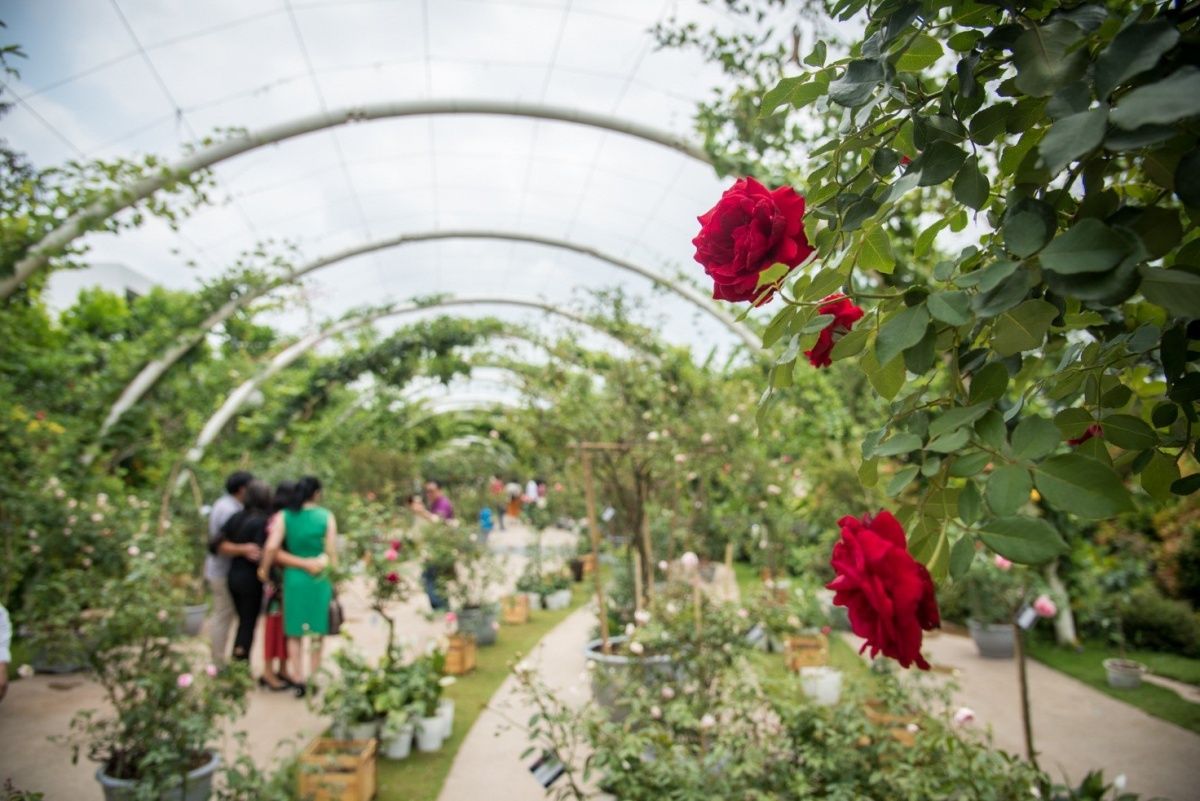 Công viên hoa hồng Rose Park - Mê cung hoa hồng nổi bật giữa lòng Hà Nội 5