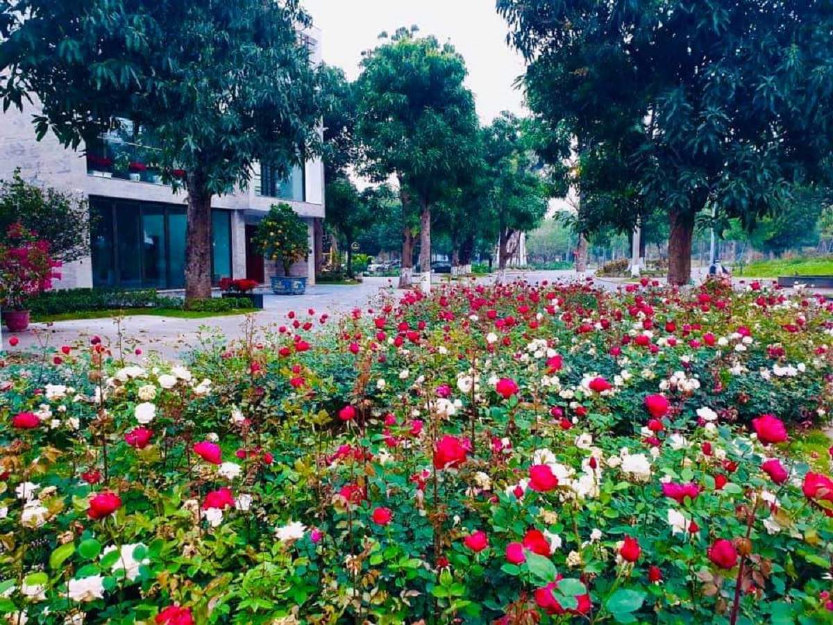 Công viên hoa hồng Rose Park - Mê cung hoa hồng nổi bật giữa lòng Hà Nội 6