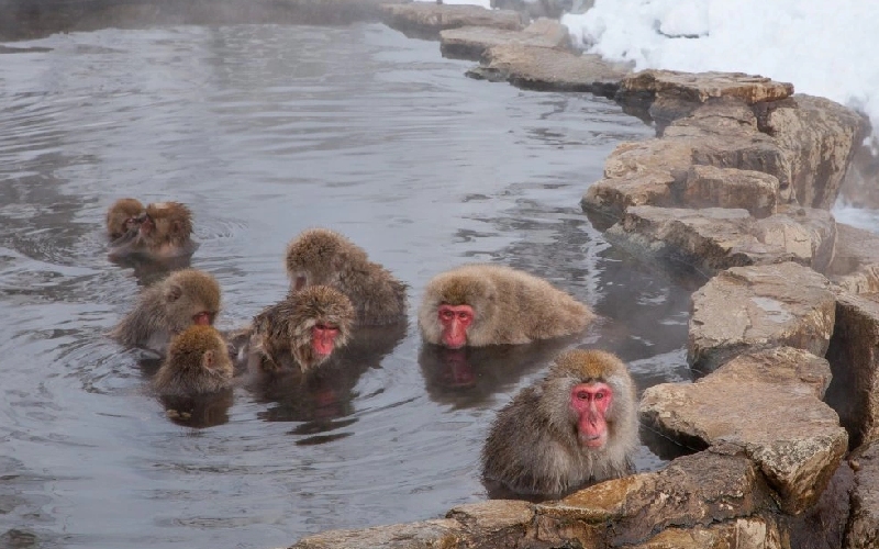 Khám phá công viên khỉ Jigokudani độc đáo tại Nhật Bản 2