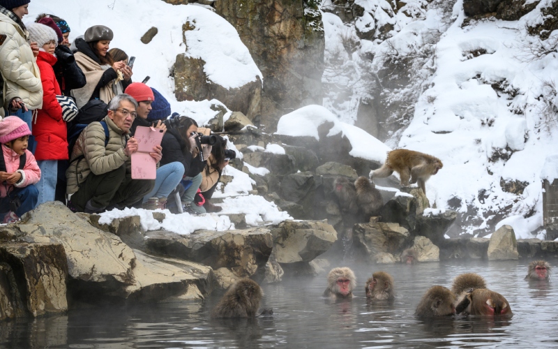 Khám phá công viên khỉ Jigokudani độc đáo tại Nhật Bản 13