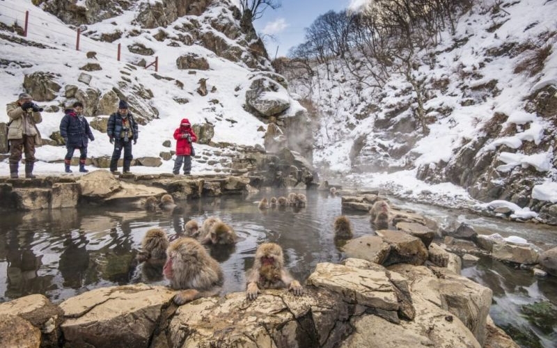 Khám phá công viên khỉ Jigokudani độc đáo tại Nhật Bản 3