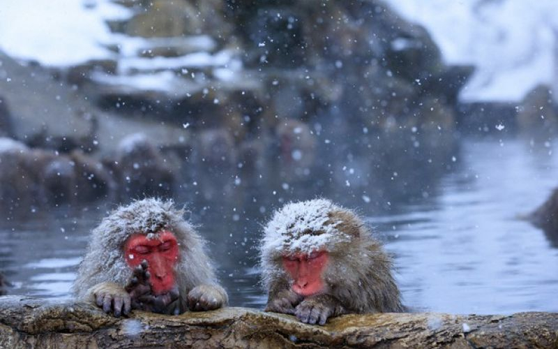 Khám phá công viên khỉ Jigokudani độc đáo tại Nhật Bản 4