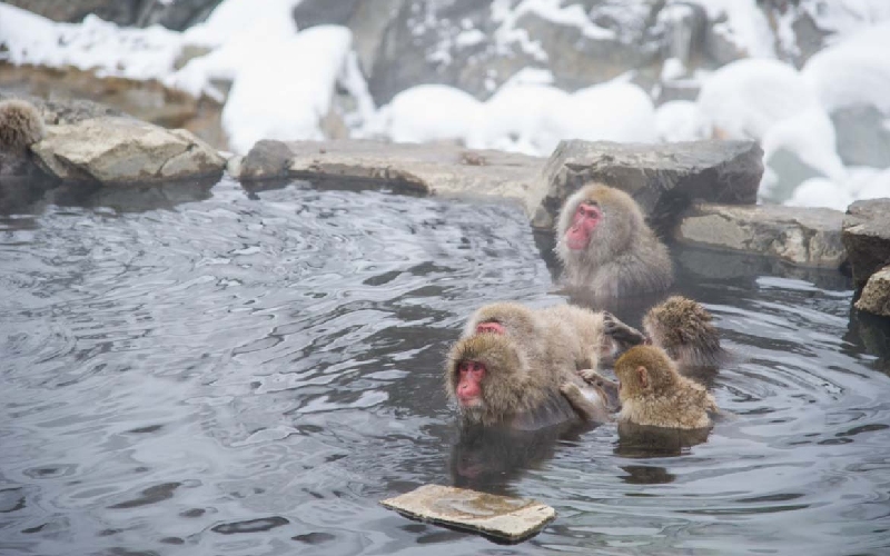 Khám phá công viên khỉ Jigokudani độc đáo tại Nhật Bản 5