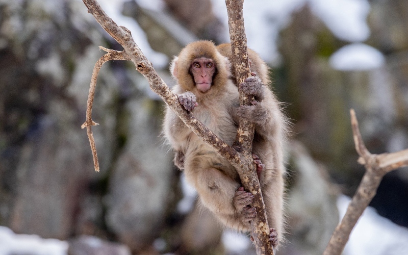 Khám phá công viên khỉ Jigokudani độc đáo tại Nhật Bản 9