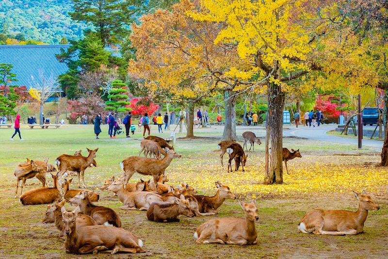 Công viên Nara, khu vườn cổ tích giữa đời thật 3