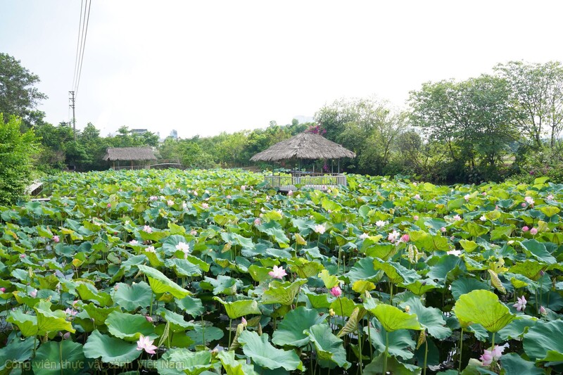 Công viên thực vật cảnh Việt Nam, tọa độ trốn nắng cuối tuần lý tưởng 5