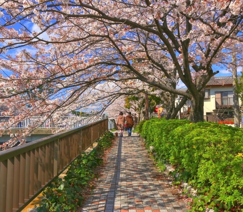 Cùng mình khám phá Ichikawa, thành phố đa văn hoá