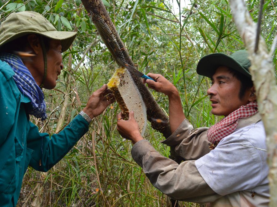Đặc sắc Nghề gác kèo ong ở rừng U Minh Hạ Cà Mau 2