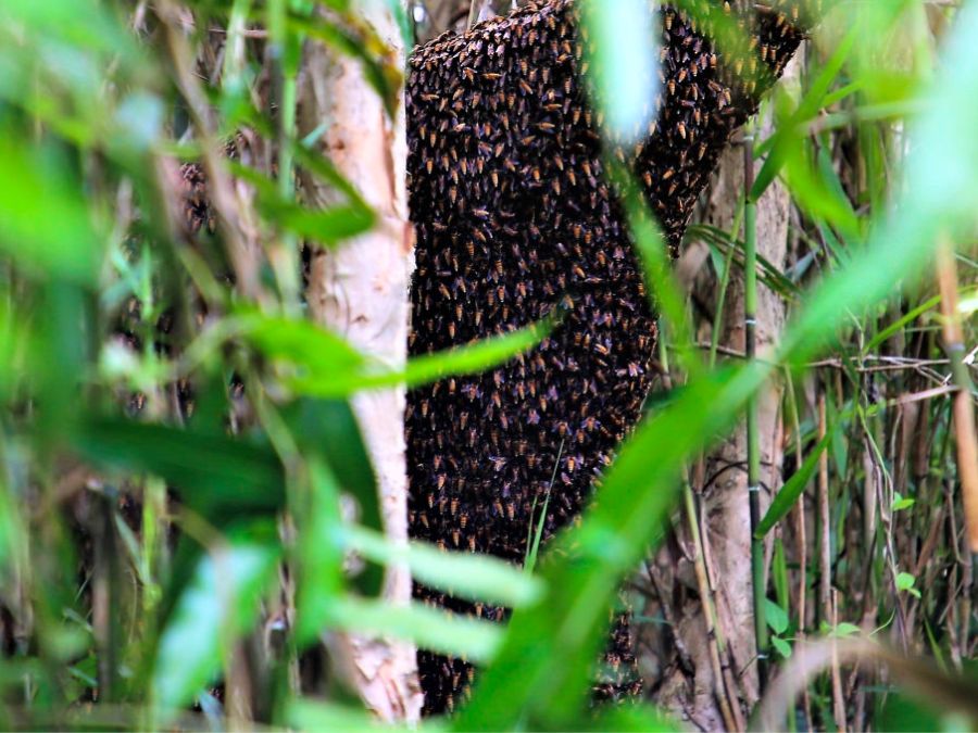 Đặc sắc Nghề gác kèo ong ở rừng U Minh Hạ Cà Mau 3