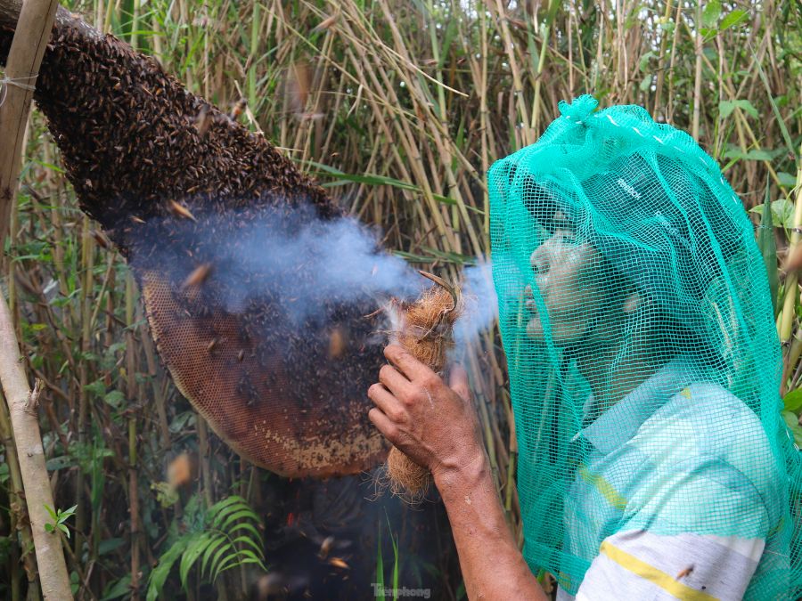 Đặc sắc Nghề gác kèo ong ở rừng U Minh Hạ Cà Mau 5