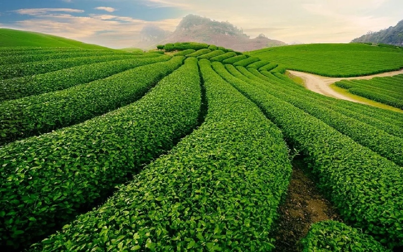 Đắk Nông có gì ngon? Top đặc sản Đắk Nông chuẩn vị núi rừng 11