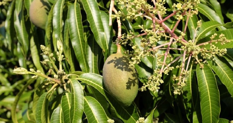 Đắk Nông có gì ngon? Top đặc sản Đắk Nông chuẩn vị núi rừng 13