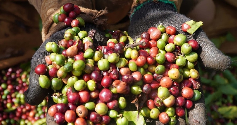 Đắk Nông có gì ngon? Top đặc sản Đắk Nông chuẩn vị núi rừng 9