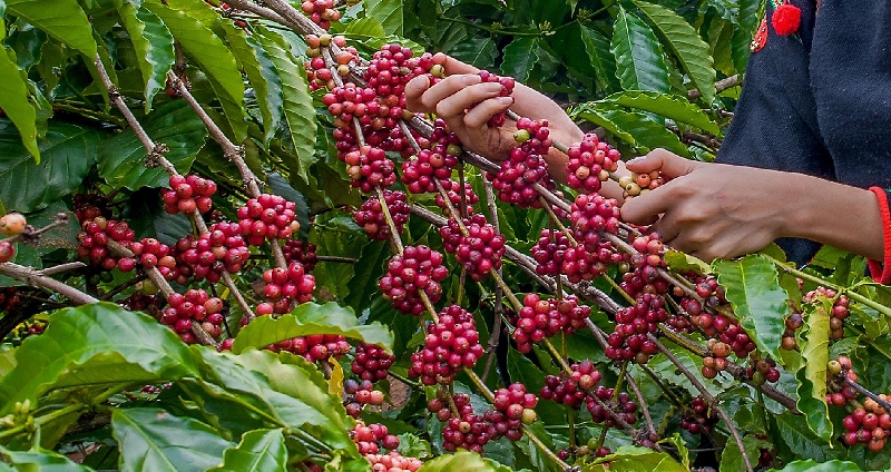 Đắk Nông có gì ngon? Top đặc sản Đắk Nông chuẩn vị núi rừng 10