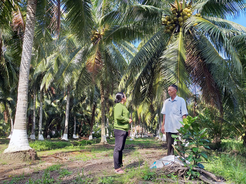 Dừa Tam Quan, sản vật trời ban của vùng đất Bình Định 3