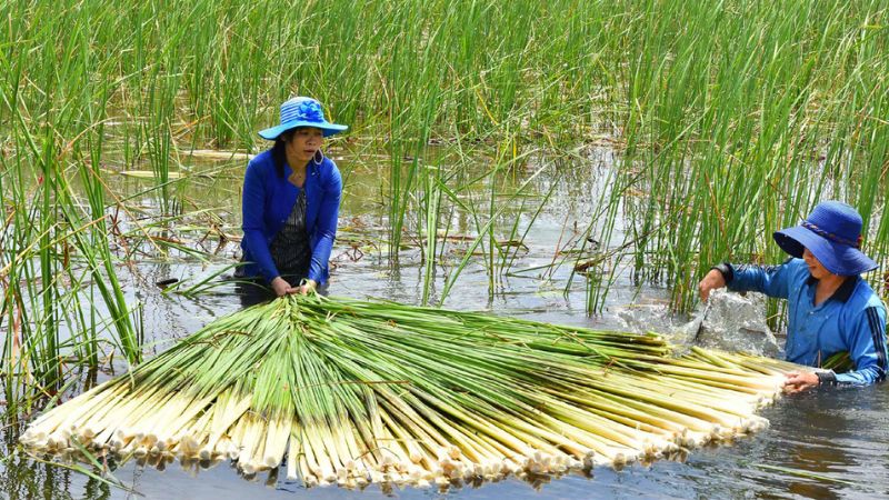 Bồn bồn, nguyên liệu đặc sản tạo nên những món ngon bổ dưỡng 3