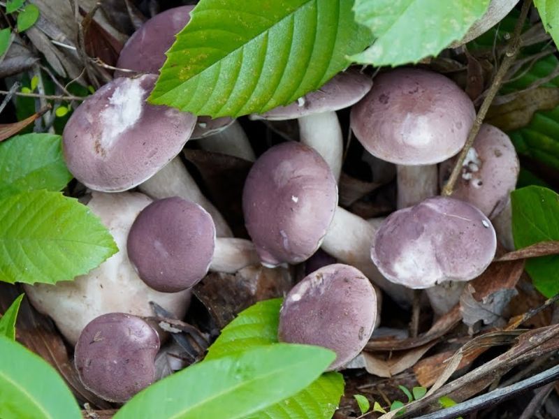 15 đặc sản Phú Quốc làm quà: Giá tham khảo và địa chỉ mua 10