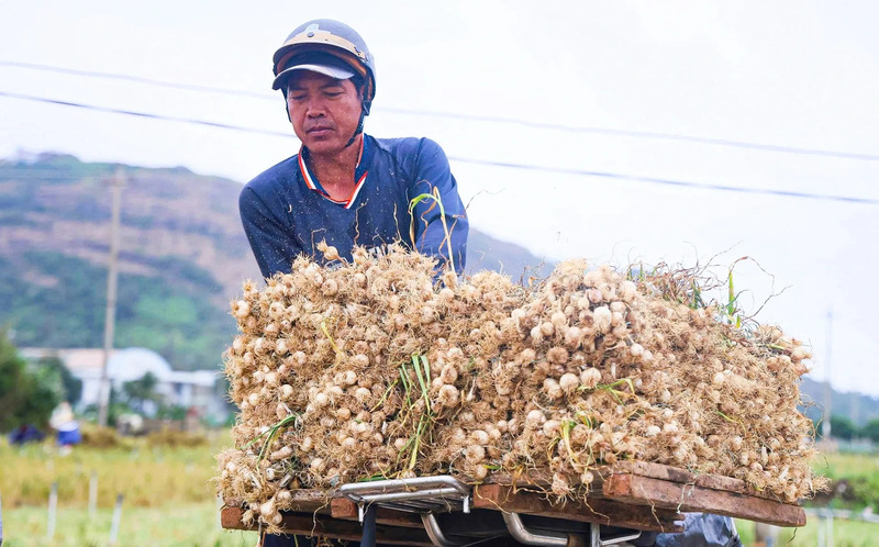 TOP 25 đặc sản Quảng Ngãi ngon khó cưỡng, ăn là mê 13