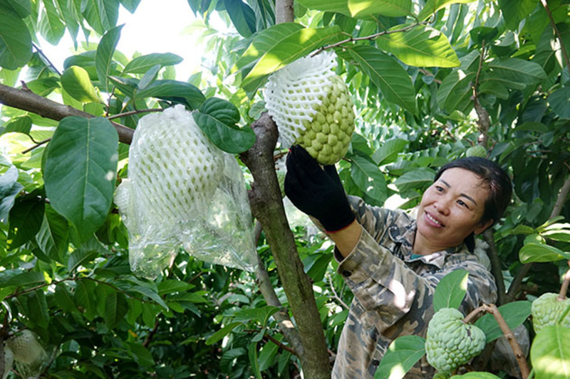 Top 37 món đặc sản Sơn La gói trọn hương vị núi rừng Tây Bắc 15