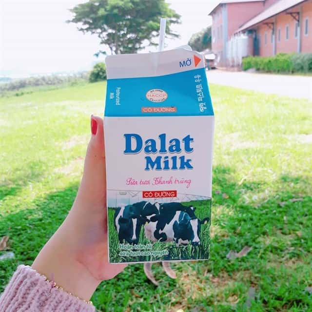 Dalat Milk Farm - Nông trại bò sữa nổi tiếng với cảnh sắc thiên nhiên thơ mộng 10