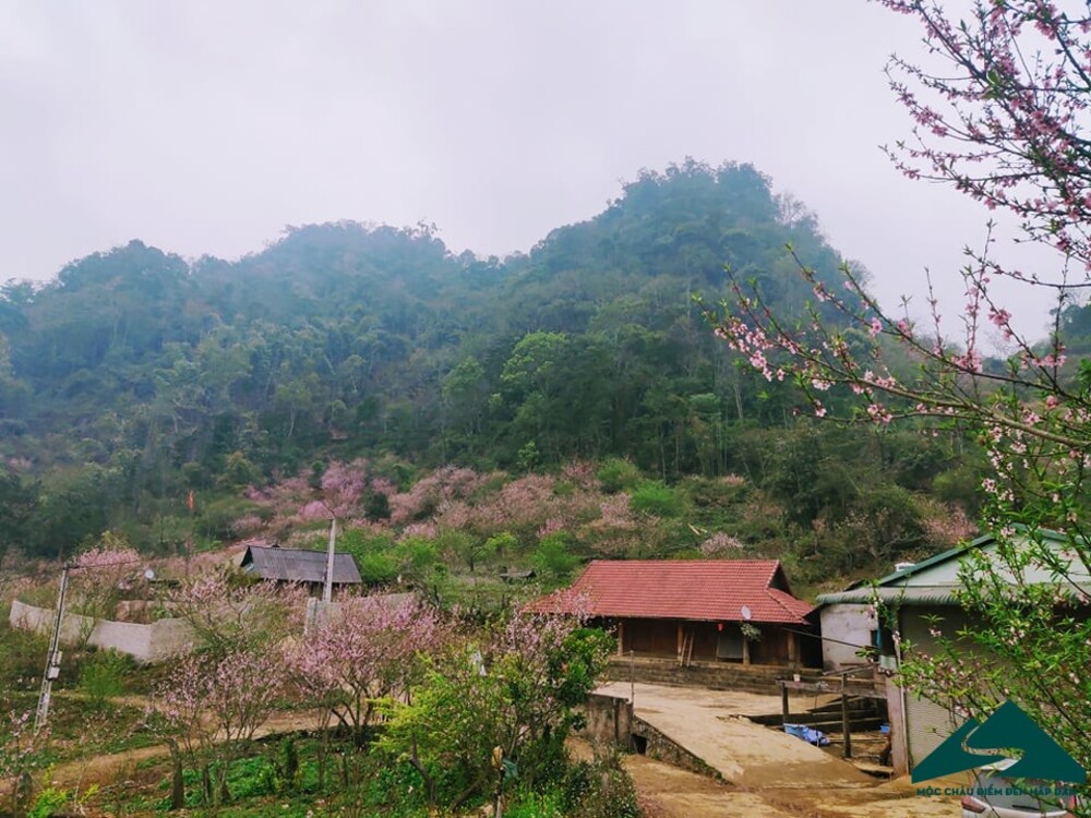 Đắm chìm trong khung cảnh lãng mạn mùa Hoa đào Mộc Châu nở 7