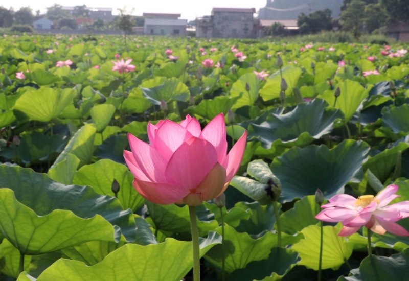 Khám phá Mũi Vi Rồng: Tuyệt tác thiên nhiên kỳ vĩ ở Quy Nhơn 11