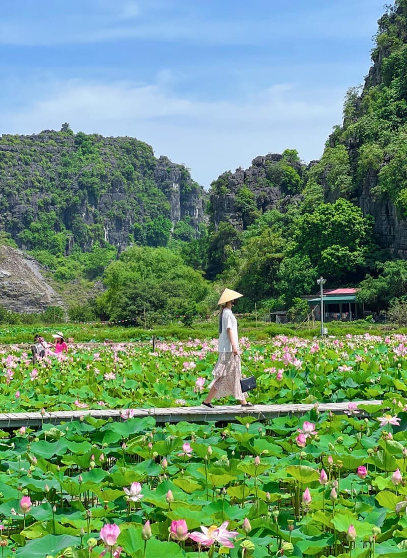 Đầm sen Hang Múa, điểm đến với vẻ đẹp thơ mộng tại Ninh Bình 3