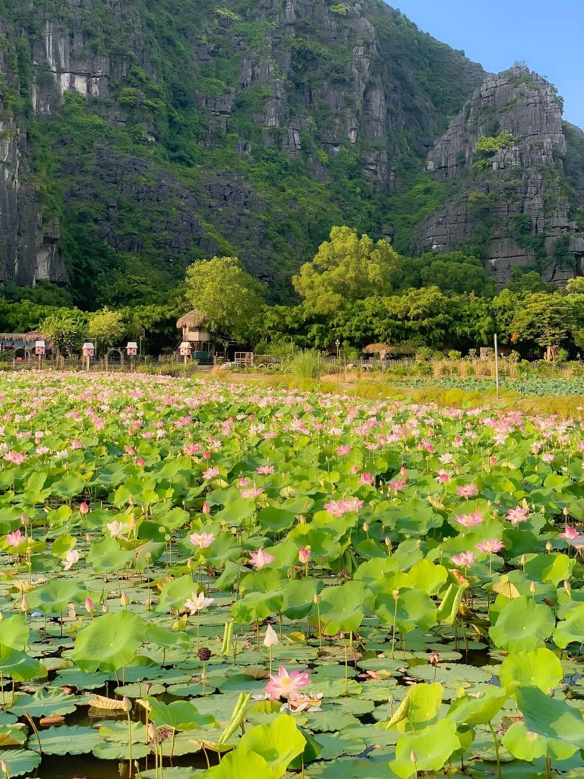 Đầm sen Hang Múa, tuyệt tác dưới chân núi Ngọa Long 7