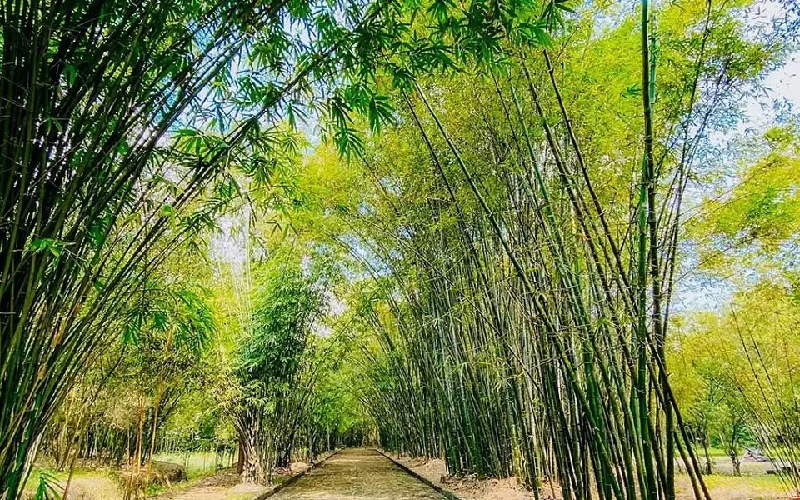 Top 10 danh lam thắng cảnh ở Bình Dương ấn tượng bạn nên ghé 6