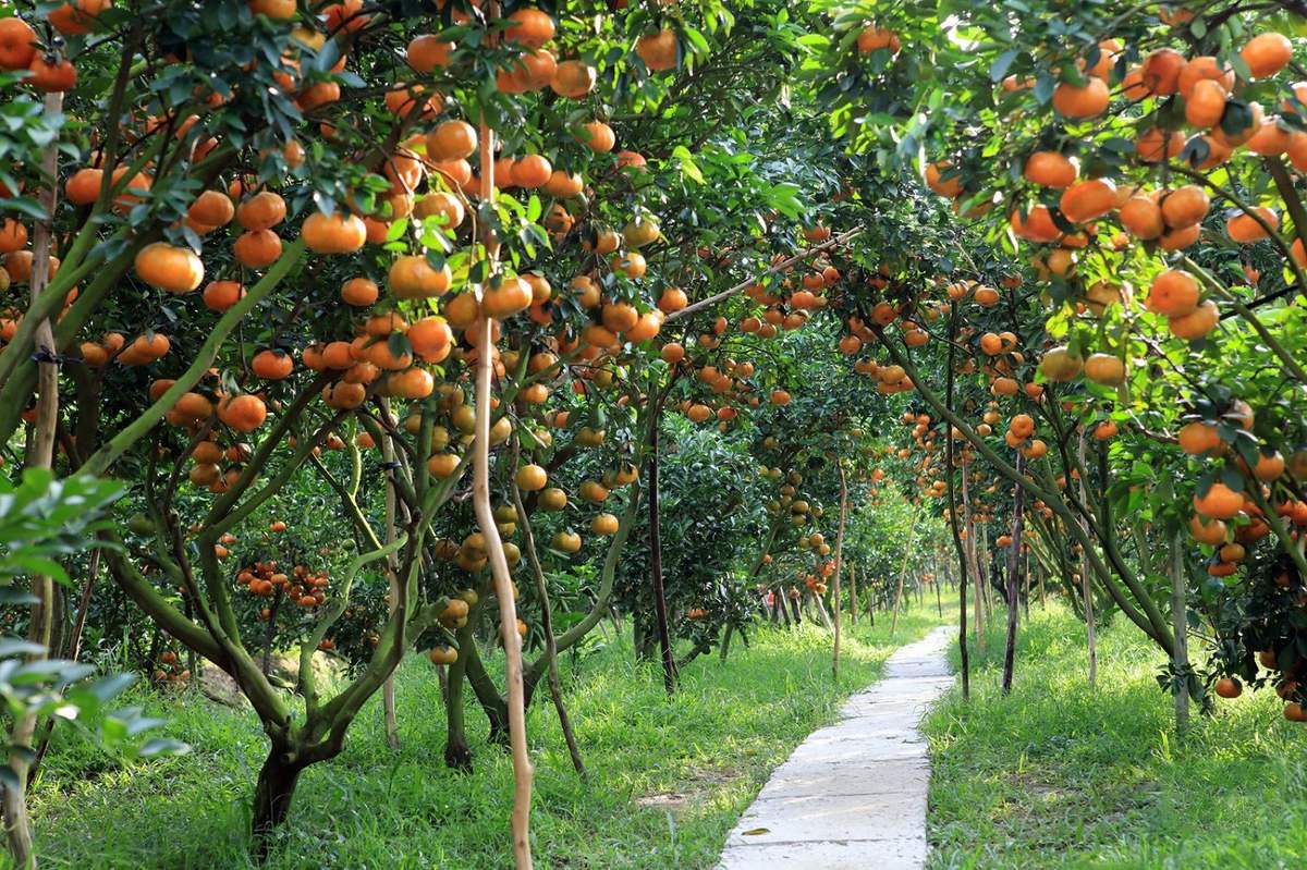 Danh sách top các vườn trái cây Tiền Giang đáng tham quan nhất 2