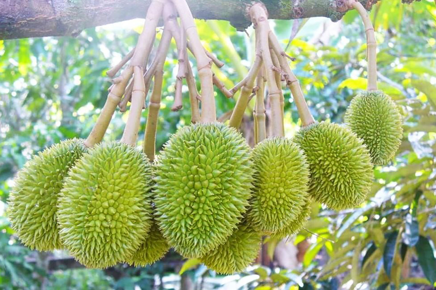 Danh sách top các vườn trái cây Tiền Giang đáng tham quan nhất 4
