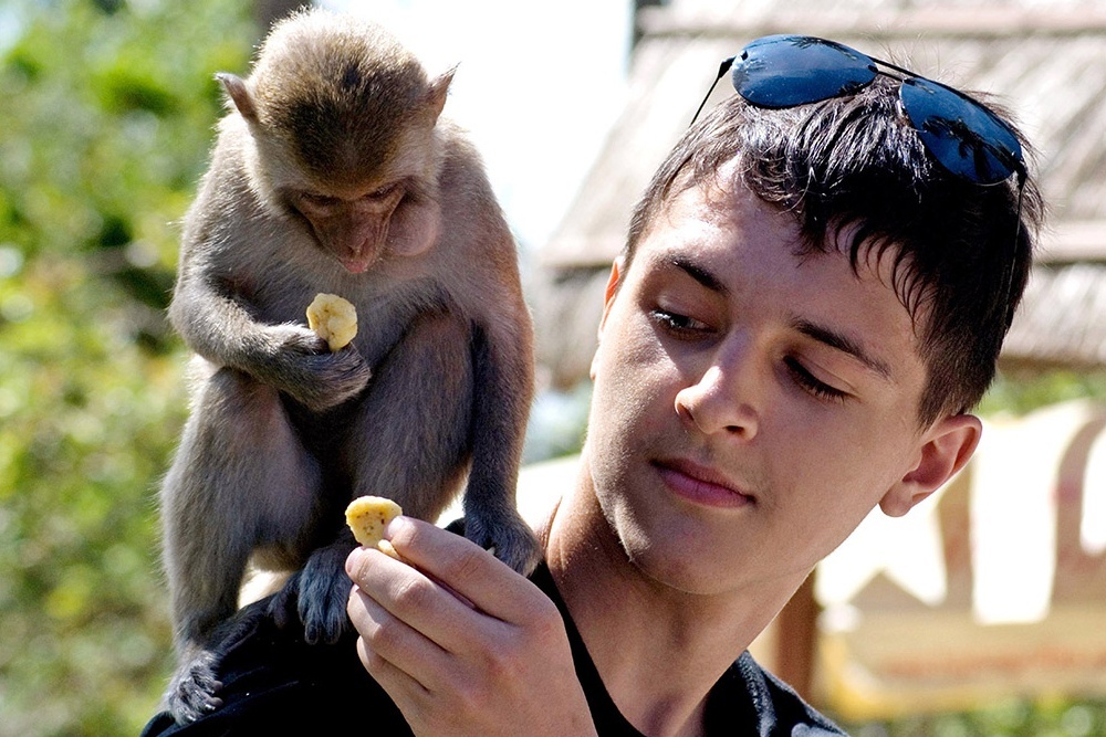 Đảo Khỉ Nha Trang - Vương quốc của hơn 1500 chú khỉ 4