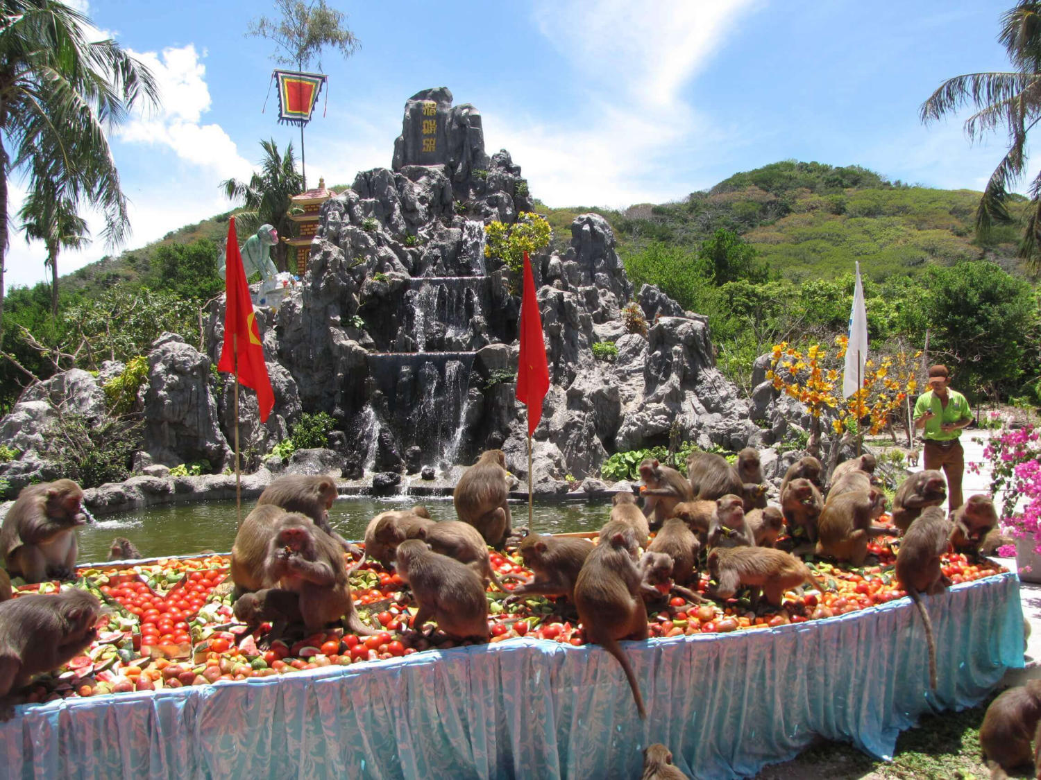 Đảo Khỉ Nha Trang - Vương quốc của hơn 1500 chú khỉ 9