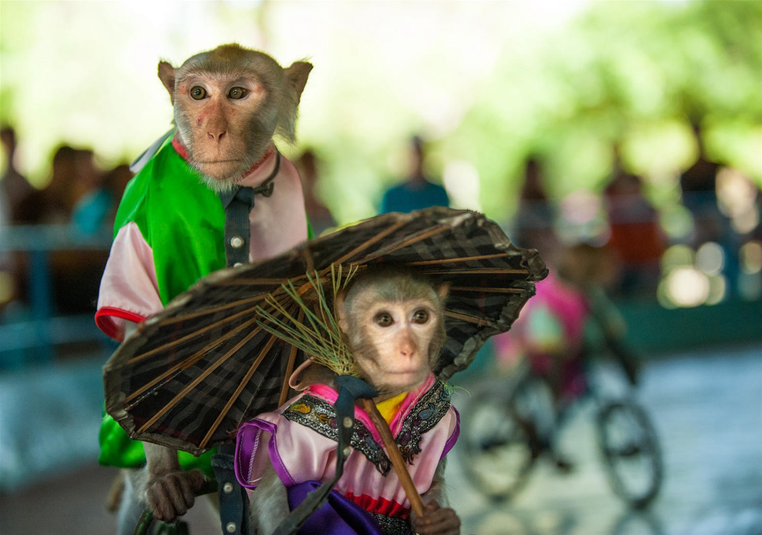 Đảo Khỉ Nha Trang - Vương quốc của hơn 1500 chú khỉ 10
