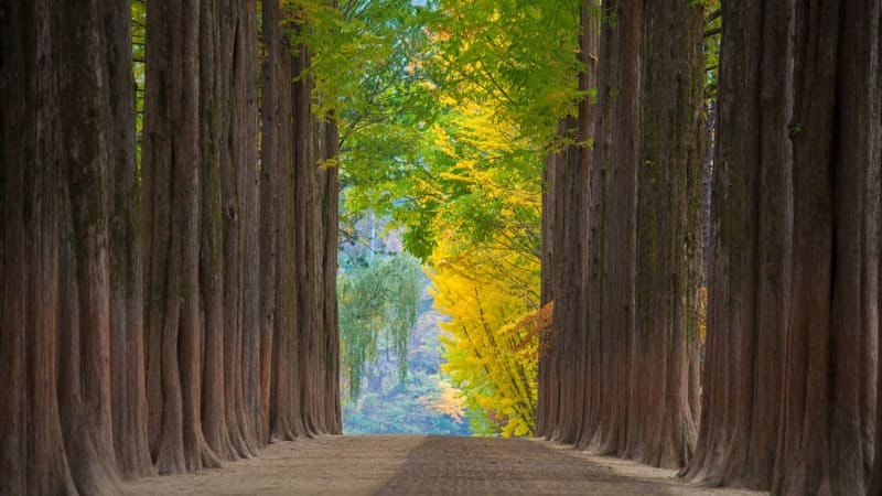 Đảo Nami Hàn Quốc: Thiên đường mùa thu vẫy gọi 11