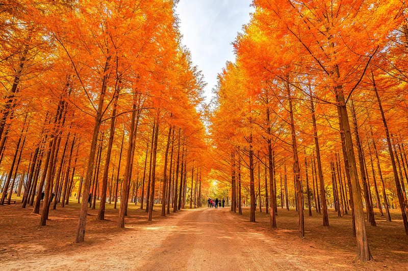 Đảo Nami Hàn Quốc: Thiên đường mùa thu vẫy gọi 5