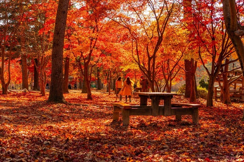 Đảo Nami Hàn Quốc: Thiên đường mùa thu vẫy gọi 6