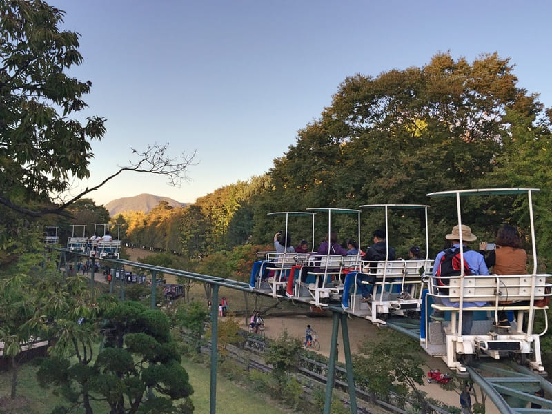 Đảo Nami Hàn Quốc: Thiên đường mùa thu vẫy gọi 7