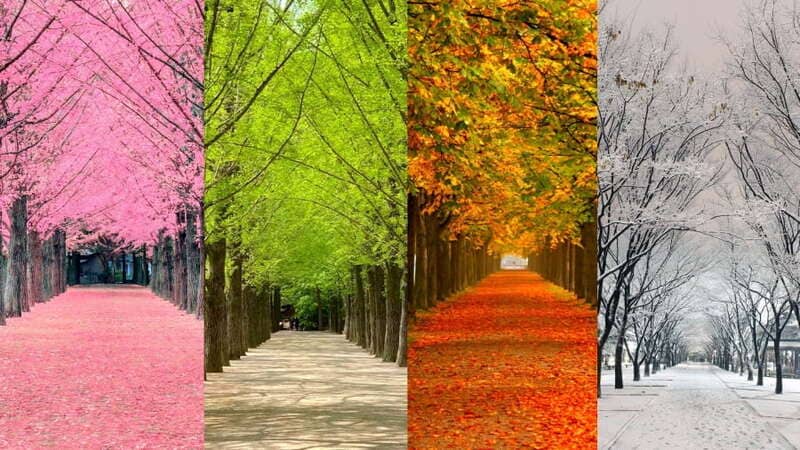 Đảo Nami Hàn Quốc: Thiên đường mùa thu vẫy gọi 10