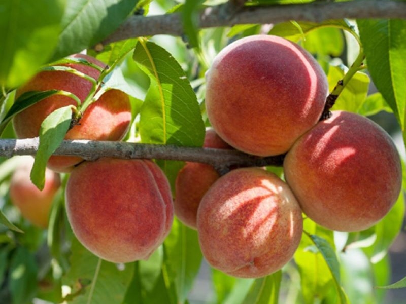 Đào Sapa: Hương vị ngọt lành từ mây núi Tây Bắc 3