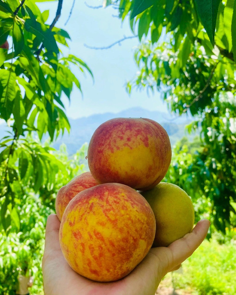 Đào Sapa: Hương vị ngọt lành từ mây núi Tây Bắc 4