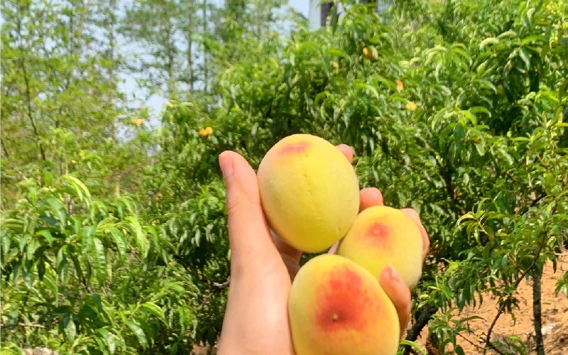 Đào Sapa: Hương vị ngọt lành từ mây núi Tây Bắc 7