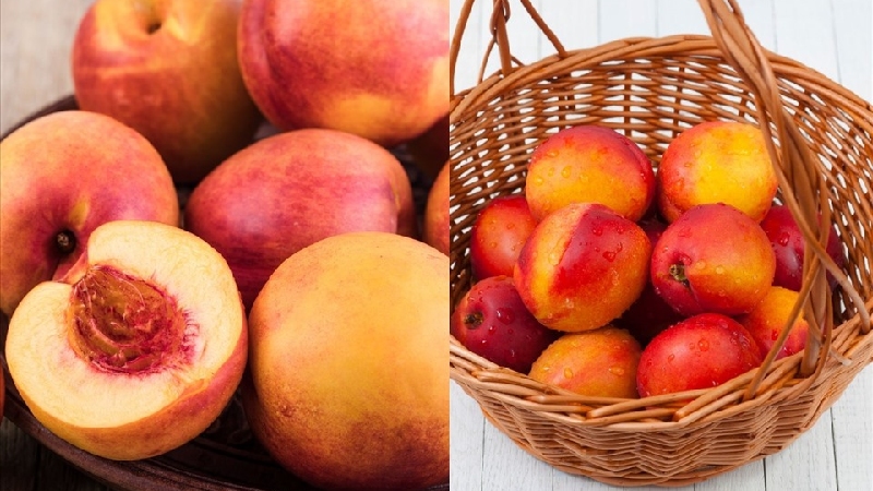 Đào Sapa: Hương vị ngọt lành từ mây núi Tây Bắc 8