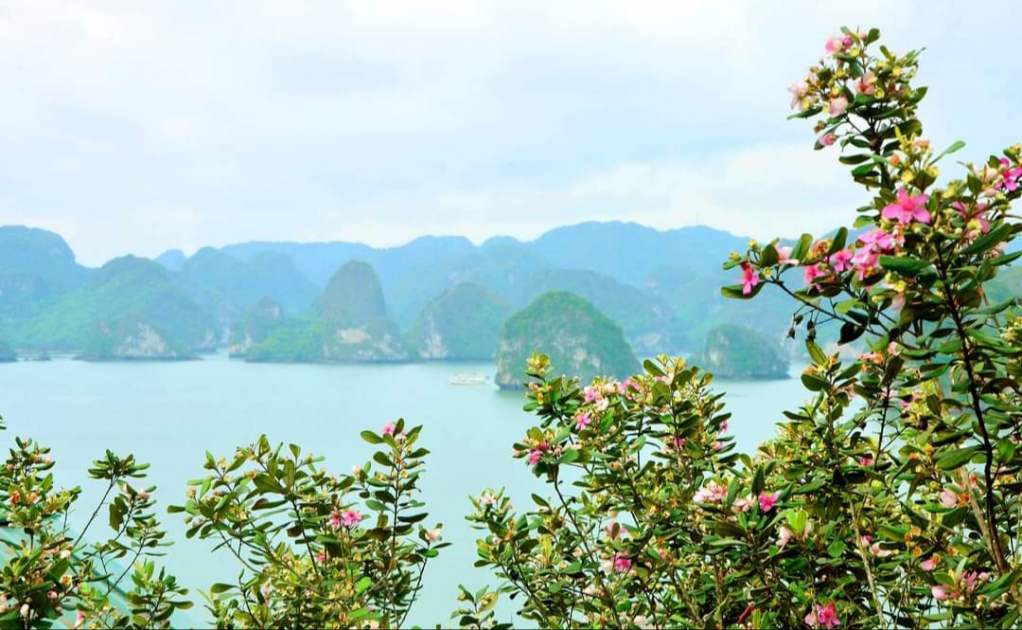 Đảo Soi Sim - Khám phá vẻ đẹp hoang vu giữa lòng Di sản vịnh Hạ Long 16
