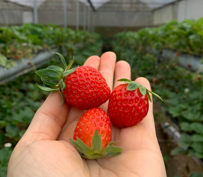 Top 13 địa chỉ mua dâu tây ngon nhất Đà Lạt 14